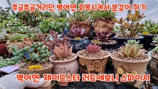 쭈글거리며 다죽어가던 #벽어연 회복해서 분갈이 합니다 # 스파이시# 레드에보니 #제이드스타 분갈이해주기