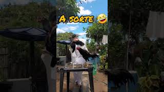 A sorte #viral #galo #animais #dicas #comico #shorts