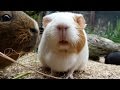 Daily Guinea Pig Routine Daily Guinea Pig Routine