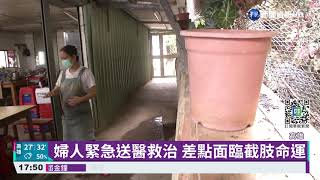 壽山龜殼花竄出咬人 婦手指發黑潰爛｜華視新聞 20210902