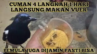 cara ngepurin burung kacer obyokan //kacer hutan cepat makan voer