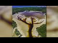 caught on camera stunning tree shape found in aussie lake