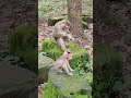 Cute baby Mom-Monkey good play🌹🐒Px2 #monkeys #viral #animals #shortsvideo #monkey #dog #shorts #cat