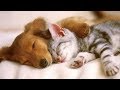 Download These PETS and ANIMALS are MORE than FUNNY! -Funny PET and ANIMAL compilation In Mp4 3Gp Full HD Video