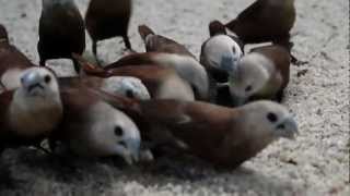 Little birds gathering around food / 餌に群がるヘキチョウ