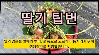 [생생뿌리] [생생칼라] 담양군 대전면 설향딸기 고설재배 - 꽃받침 팁번. 잎 팁번 발생 (1탄)