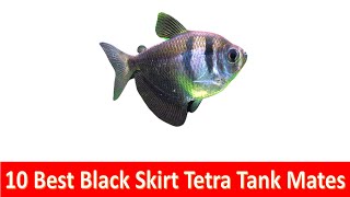 10 Best Black skirt tetra (Gymnocorymbus ternetzi )Tank Mates