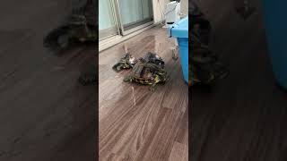 ベランダを散歩する3匹のカメ🐢