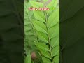 curry leaves ☘️ shorts gardenplants reels youtubeshorts viralvideo naturelovers