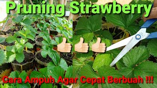 Cara Merawat Tanaman Strawberry Agar Cepat Berbuah [ Teknik Pruning/Pemangkasan ]