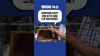 #Shorts / 하루아침에 사라진 꿀벌‥드론 때문에? (2022.08.29/뉴스투데이/MBC)