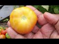 how to grow and care tomato plant for getting big harvest தக்காளி செடி பற்றிய முழு விவரம்