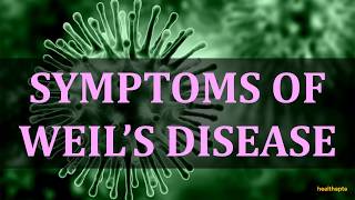 SYMPTOMS OF WEIL’S DISEASE