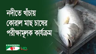 আন্ধারমানিক নদীতে খাঁচায় কোরাল মাছের চাষ: শাইখ সিরাজ