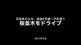 茨城県日立市、桜並木のドライブ（2014年4月）