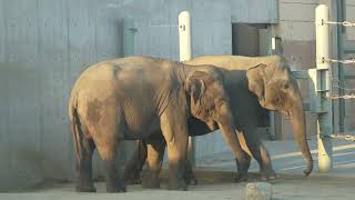 Female asian elephants 20241228_12／Toyohashi Zoo\u0026BotanicalPark non_hoi_park／4K