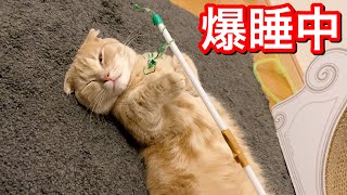 片目を開けて寝ている短足猫にオモチャを近づけてみると反応が可愛すぎたw