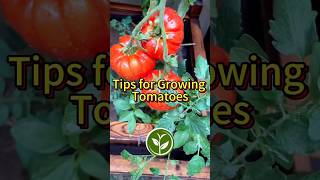 Tips for growing Tomatoes #garden #shortvideo #youtubeshorts #viralvideo #farming #video #shorts