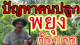 ปัญหาของคนปลูก-ต้นพยุงต้องเจอ-และสร้างความเสียหาย!