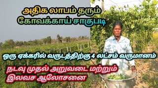 ஒரு ஏக்கருக்கு வருடத்திற்கு 4 லட்சம் வருமானம் | கோவக்காய் சாகுபடி