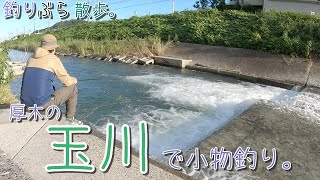 【小物釣り】良型連発！神奈川県厚木市の玉川で小物釣り。【淡水】