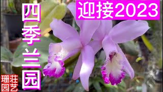 228 四季兰园迎接2023 家里盛开的兰花与您共度新年