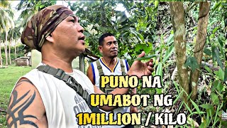 AABOT NG 1MILLION PER KILO ANG PUNO NA TO TOTOO BA O HINDI?