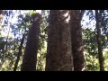 Kauri Trees | Waipoua Forest