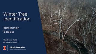 Winter Tree Identification Basics