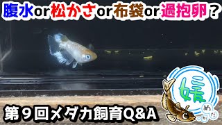 メダカの過抱卵or布袋(hotei）or腹水・松かさ病？水換えしたら落ちる理由その２～【媛めだか/メダカ飼育Q＆A】