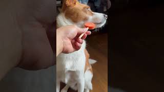 なかなかおやつを受け取らないし絶対にこの部屋では食べない犬