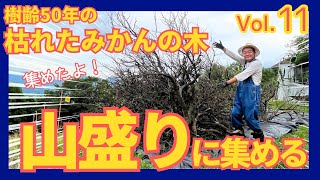 耕作放棄地の枯れたみかんの木を山盛りに集めたら農地の景色が一変した！ビフォーアフターを公開します【ヨクスル松田町プロジェクト Vol.11】