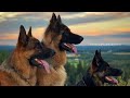 German Shepherd dog mating (jaipur) Rajasthan