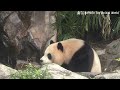 圓寶趴在門上一直看，想要引起保育員注意 熊貓貓熊the giant panda yuan yuan and yuan bao 台北市立動物園