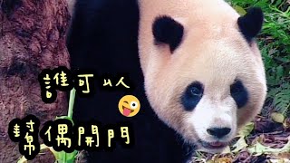 圓寶趴在門上一直看，想要引起保育員注意|熊貓貓熊The Giant Panda Yuan Yuan and Yuan Bao|台北市立動物園