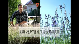 Srdcom záhradník - Ako správne rezať levanduľu