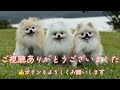 この動画を見ると今日1日笑顔で過ごせます笑