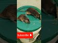 cómo atrapar un raton con una cubeta