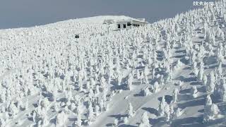 樹氷が見頃、高さ５メートル超の「スノーモンスター」も…山形・蔵王温泉スキー場