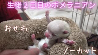 【生後２日目】のポメラニアン　おせわノーカット