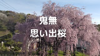 うどん県の桜　その⑤　高松市　鬼無の思い出桜