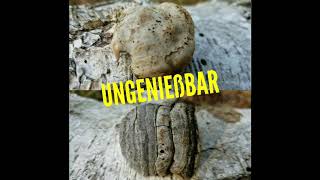 Der Birkenporling (Fomitopsis betulina) Ungenießbar