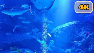 【4K】🐠癒しの水族館「すみだ水族館」#すみだ水族館 #水族館 #sea #fish #aquarium