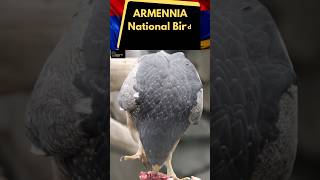 National Bird Of Armenia 🇦🇲