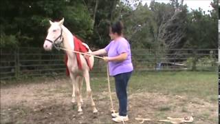 PL Forever My Fantasy, cremello Morgan 2013 filly FOR SALE