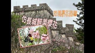 深圳櫻花開鑼🎶櫻你而來邂逅長城醉美櫻花🌸親子任玩尋龍谷項目🐷「粉紅B B豬」穿越時光綠皮火車 Shenzhen Cherry Blossom Festival & Pink Pig