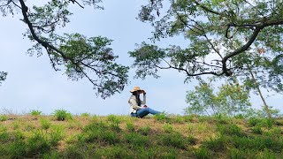 Title嘉義朴子溪苦楝樹綠色隧道.彰化二林東螺溪木棉花道