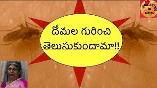 దోమల గురించి తెలుసుకుందామా! (Facts about mosquitoes)