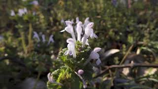 ホトケノザ/Lamium amplexicaule 08白花_210311_ガイコツ山