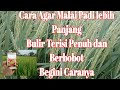 Agar malai lebih panjang dan berisi Begini caranya